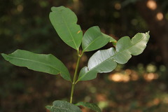 Calophyllum polyanthum